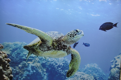 Deckenbilder - Zahnärzte am Forum